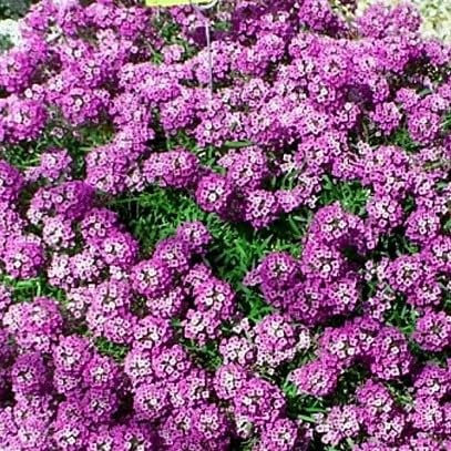 Sweet Alyssum Rosie O'Day - 1600 Seeds + Plant tag + Freebie - Lobularia Maritima - groundcover