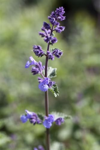 Nepeta x faassenii 'Walker's Low' 9x9 cm Topf – Winterhart, Mehrjährig, Pflegeleicht – Katzenminze – Staude für Beet & Rabatte