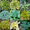 500 pz Semi resistenti della pianta Hosta, Semi di piante d'appartamento varietà antiche speciali (Hosta plantaginea) Piante in vaso da balcone in serra Perenne resistente Decorazione