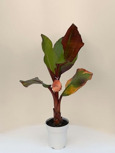 Vannucci Piante - Banano rosso (Musa ensete 'Maurelli'), pianta vera in vaso, pianta da terrazzo, pianta da frutto
