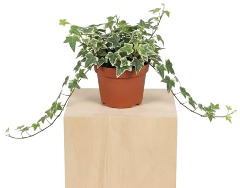 DECOALIVE - Planta Hedera Helix Variegata Hiedra variegada con Hojas Jaspeadas para Interior Maceta 13 cm Diámetro Altura 25 cm