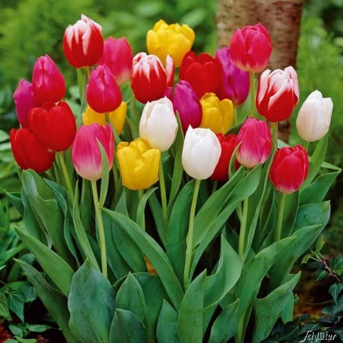 Triumph-Tulpenzwiebeln Bunte Mischung - 5 Farben | Blumenzwiebeln, mehrjährig & robust - Triumph-Tulpe Bunte Mischung - 25 Tulpen-Zwiebeln