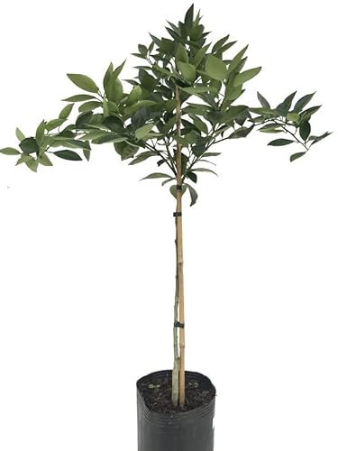 DECOALIVE Naranjo Árbol Frutal Cítrico Natural Frutas de Naranja en Casa