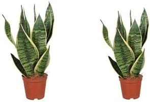 2 Sansevierias o Lengua de Suegra Planta Natural de Interior Fácil de Mantener en maceta de 8,5cm