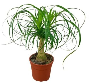 Nolina Recurvata Elegancia Natural en una Planta de Interior Excepcional