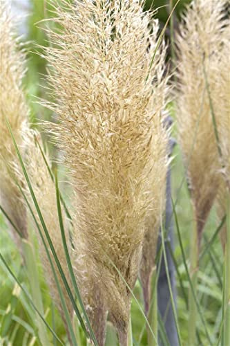 Cortaderia selloana 11 cm Topf – Mehrjährig, Pflegeleicht – Pampasgras – Ziergras für Garten & Kübel