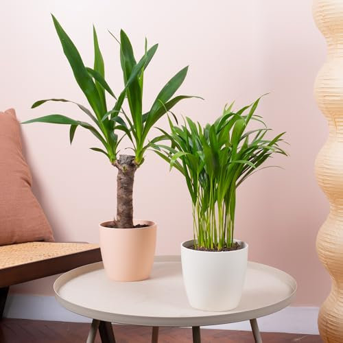 2 x Bundle di Piante da Interno - Coppia di Yucca Spineless e Palma Areca Mix Naturale - Yucca Elephantipes e Palma Areca Lutescens Grandi Piante Vere in Vasi da 12 cm