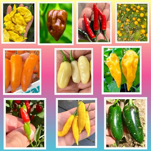 100 Semillas de los 10 Mejores Pimientos del Mundo, Colección Gourmet + Guía: LEMON REAPER, AJI CHARAPITA, HABANERO, FATALII, VIAGRA-NATURAL, JALAPENO, CALABRESE, AJI LEMON, etc