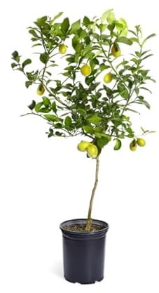 Limonero Natural Frutal Perfecto para el Huerto y el Cultivo de Limones