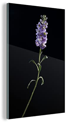 MuchoWow Glasbild Glasfoto Wandbild Bilder Deko 80x120 cm Ein Veilchen auf schwarzem Hintergrund