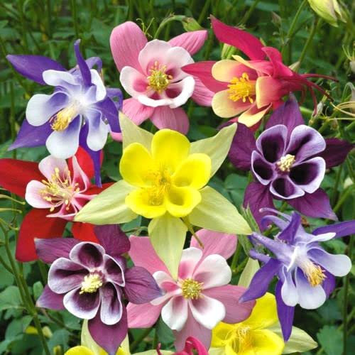 Dwarf Columbine Mixed 200 Seeds + Plant tag + Freebie - Aquilegia Vulgaris