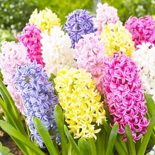 Hyacinth Bulbs-Hyacinth Plant Hyacinth Bulbs for Planting Now UK,Garden Flowers,Cut Flowers,Wedding Flowers,Plant Bulbs-2bulbs-b