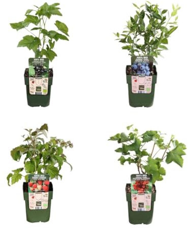 BIO Obstpflanzen Set – Himbeere, Johannisbeere, Blaubeere, Brombeere – 4 Sorten – Biologisches Fruchtparadies Paket – Pflegeleicht & Fruchtreich