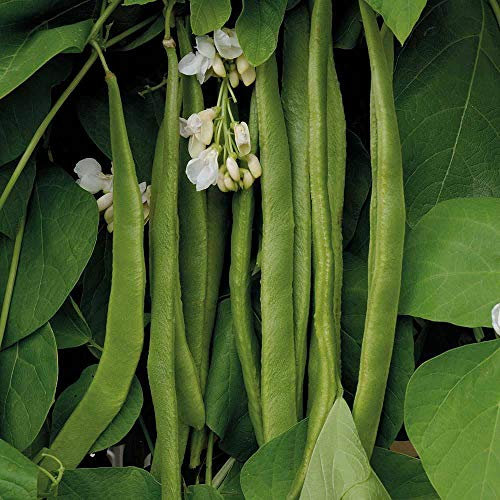 Runner Bean Seeds 'Moonlight' Half-Hardy Annual Vegetable Garden Plants Easy to Grow Your Own Weather Resistant and High Yielding 1 Packet 40 Seeds by Thompson and Morgan