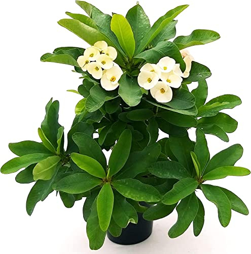 DECOALIVE Planta Natural Espina de Cristo Blanco Corona del Señor Cactus Flores Blancas, 8435712002134