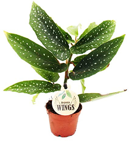 Exotenherz Engelsflügel-Begonie - Begonia Angel Wings - grüne Blätter - Mini-Pflanze im 5,5cm Topf