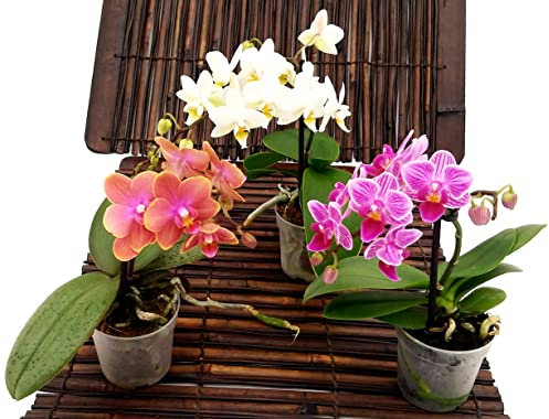 POWERS TO FLOWERS - ORCHIDEA PHALAENOPSIS-BONSAI SET 3 PIANTE: ROSA STRIATA, BIANCA e ARANCIO, Piante Vere