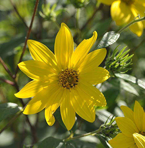 Kleinköpfige Stauden Sonnenblume - Helianthus microcephalus
