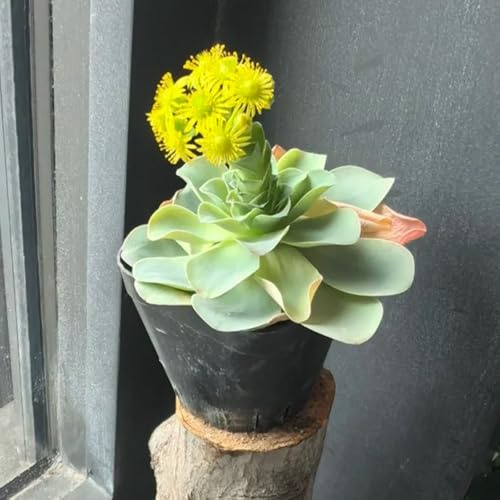 semi succulenti resistenti, succulente, balcone per il giardino decorazione del soggiorno 90pcs