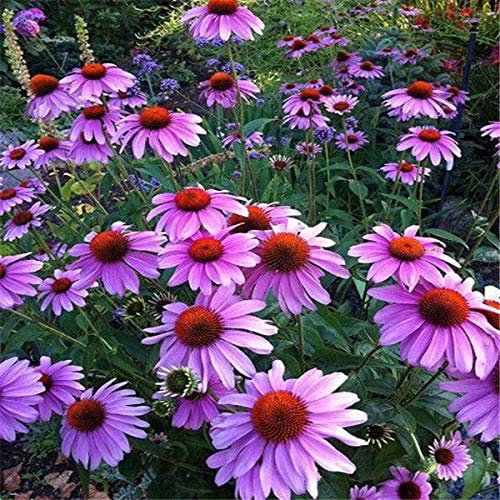 100 PCS Echinacea Sonnenhut Blumensamen für schönen Garten Violet