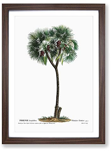 Date Palm Tree by Pierre-Joseph Redoute Framed Print | A2 Walnut Framed Wall Art | Ready to Hang | Modern Floral Picture | Living Room Bedroom Lounge Office
