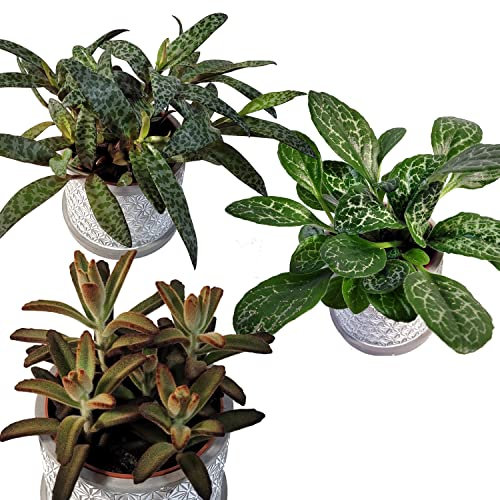 3 exotische und seltene Zimmerpflanzen ║ BIOLAND-Qualität, garantiert frei von synthetischen Pflanzenschutzmitteln ║