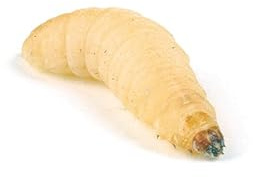 Monkfield Nutrition - Waxworms – Letterbox Friendly -15-20mm - Soft-Bodied Larvae - Packed with Vitamins & Minerals - Bug Grub - Live Reptile Food - Food & Treats for Reptiles