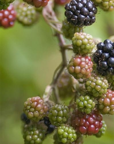 1000 Piece Jigsaw Puzzles for Adults Kids-Blackberry,berry,bush 70x50cm