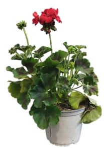 Geranio Natural con Flores Rojas DECOALIVE – Planta Viva para Decoración de Jardines y Hogares