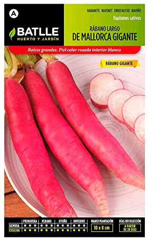 Rabano GIGANTE Mallorca