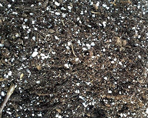 5 Liter Karnivorenerde - Spezialerde zur Kultivierung von fleischfressenden Pflanzen - Substrat handgemischt vom Spezialisten für Karnivoren, (Sonnentau, Venusfliegenfallen und Schlauchpflanzen)