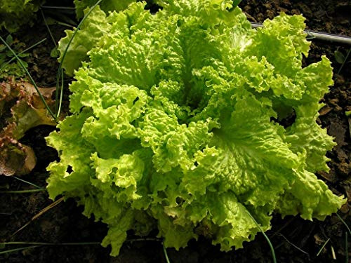 Black Seeded Simpson Loose Leaf Lettuce 500-5000 Seeds Bulk Heirloom Crisp (5000)