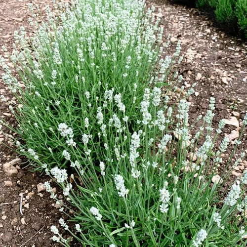 LavendelSamen, schmetterlingswiese alte sorten für sonnige plätze herbstblumen winterhart garten gartendeko 100pcs