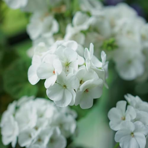 geranio di interni selvatici giardino di interni reali semi giardino decorativi del balcone semi primavera 75pcs