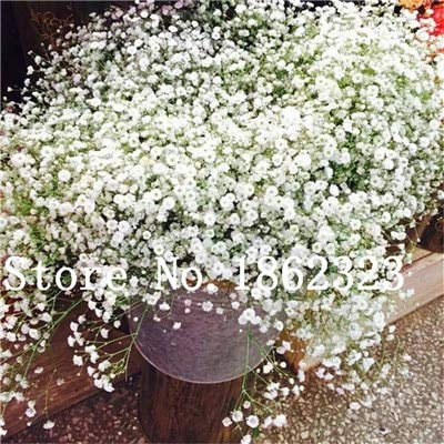 Bloom Green Co. 100 pezzi Gypsophila paniculata semi, semi di fiori giardino perenni, piante bonsai per esterni, piccole, medie e grandi dimensioni: 20