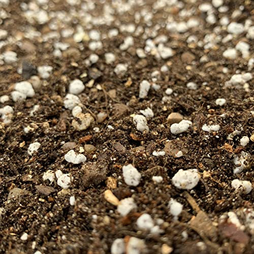 All-Purpose Cactus & Succulent Potting Mix (1 LITRE)