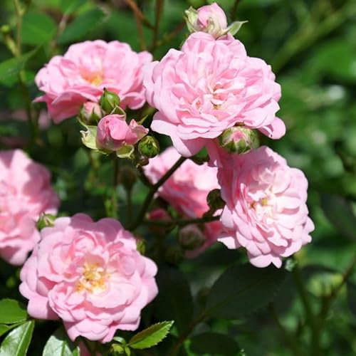 Bodendeckerrose „The Fairy - hellrosa blühende Topfrose, im 3 L Topf - frisch aus der Gärtnerei - Pflanzen-Kölle Gartenrose