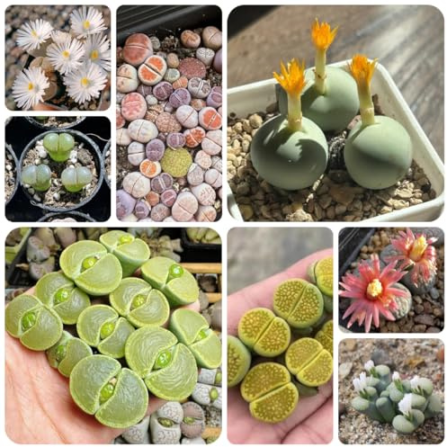 semi di mix di lithops, giardino rocciose, resistenti per esterni, balcone aiuola rialzata, biologici 50pcs