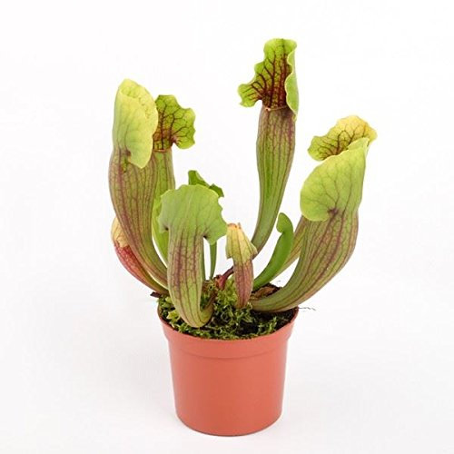 Jarra de trompeta Carnivorous Sarracenia Vogel en maceta de 8,5 cm
