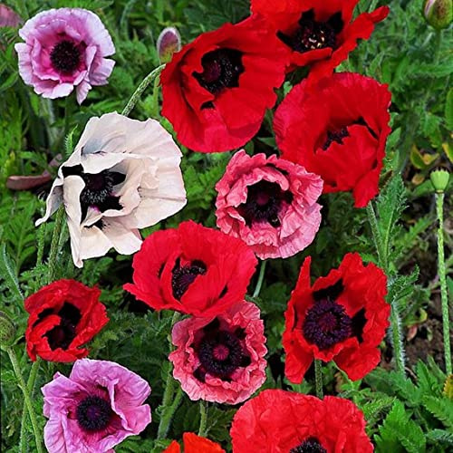 SeedsUP - 1000+ Seeds Oriental Poppy (Papaver) - Flower Mix