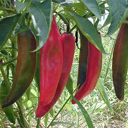 25 Graines de Piments Anaheim Chili - légumes jardins potager - semences paysannes reproductibles - SemiSauvage