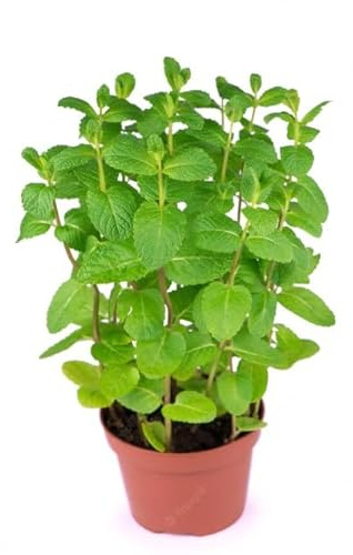Hierba Buena Planta Aromática Natural de Alta Fragancia y Sabor