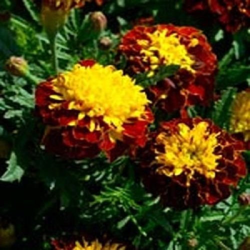 Graines de Tagetes CHAMPION HARMONY MARRON ET JAUNE ANNUEL: PAQUET DE 100 GRAINES