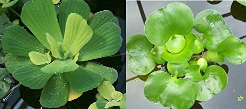 Water Lettuce (Pistia stratiotes) + Common Water Hyancinth (Eichhornia crassipes) Bundle - Floating Live Pond Plants