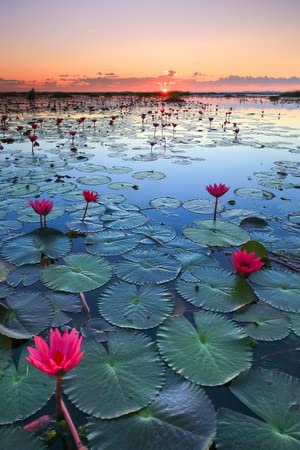 Acryl-Bild 30 x 50 cm: Das Meer aus rotem Lotus, See Nong Harn, Provinz Udon Thani, Thailand (65435845)