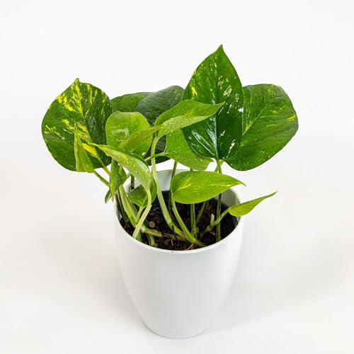 Vivai le Georgiche - Pianta vera di Pothos aureus Scindapsus aureus Epipremnum pinnatum 'Aureum', Golden Pothos - vaso Ø 18 cm
