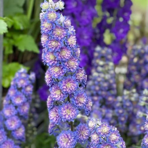 rittersporn zimmerpflanze winterharte kübelpflanzen garten blumensamen mehrjährig winterhart outdoor rankpflanzen hochbeet seltene steingarten dekoration wohnzimmer gewächshaus balkon 750samen