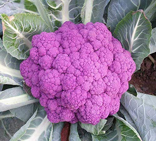 Graines de chou-fleur pourpre 100+ brocoli biologique sans OGM herbes vertes pour la maison jardin extérieur cour ferme plantation