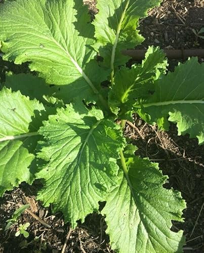 Buy4seeds 20 Seeds Mustard Green Wave. Spicy Asian Spinach Leaf Salad Vegetable Seeds Easy to Grow