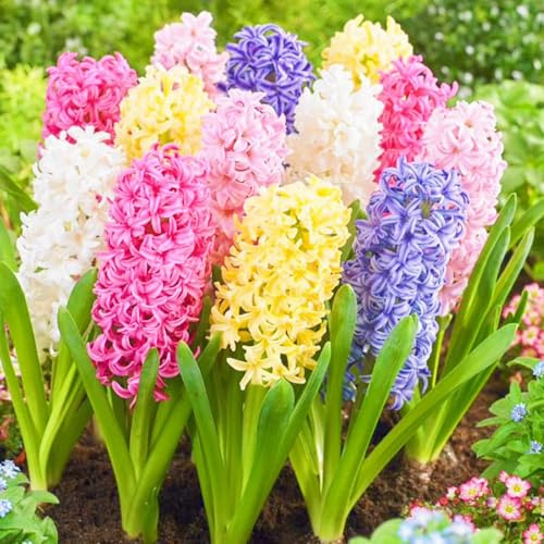 Hyacinth Bulbs Mixed Hyacinth Bulbs/Ornamental Flowers/Wedding Flowers-5bulbs-a